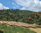 Ethiopia Layo Teraga - Freshly Roasted for Every Cup